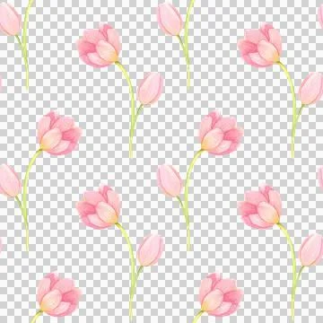 Seamless pattern with fresh tulips. Spring pink flowers, hand-draw in watercolor Stock Illustration