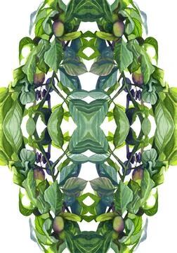Seamless pattern fruit plum illustration watercolor drawn Stockillustratie