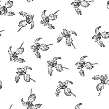 Seamless pattern garden iris sketch hand drawn Stock Illustration