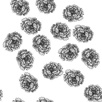 Seamless pattern garden marigold sketch hand drawn Stock Illustration