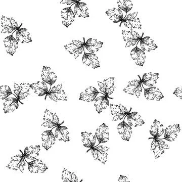 Seamless pattern garnish parsley sketch hand drawn Stock Illustration