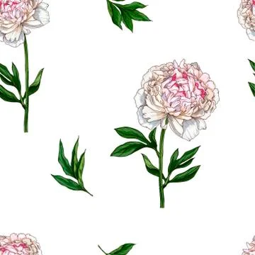 Seamless pattern with gently pink peony flower isolated on white background.  Stock Illustration