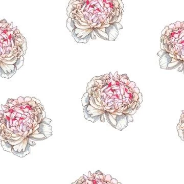 Seamless pattern with gently pink peony flower isolated on white background.  Stock Illustration