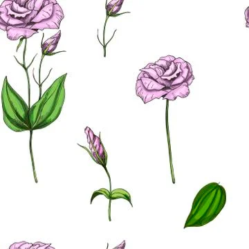 Seamless pattern with gently pink rose flower isolated on white background. V Stock Illustration