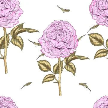 Seamless pattern with gently pink rose flower isolated on white background. V Stock Illustration