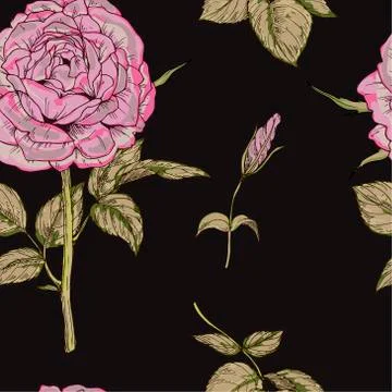 Seamless pattern with gently pink rose flower isolated on black background. V Stock Illustration