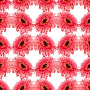 Seamless pattern with gerbera flower Stock Illustration