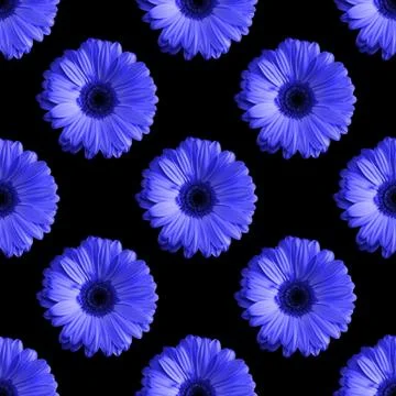 Seamless pattern of gerbera flowers isolated on black background Stock Photos