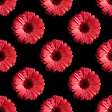 Seamless pattern of gerbera flowers isolated on black background Stock Photos