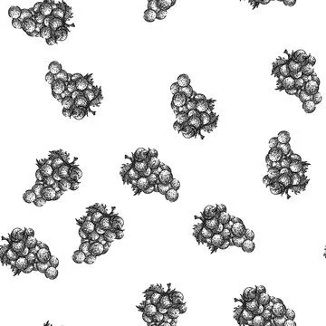 Seamless pattern grape bunch red sketch hand drawn Stock Illustration