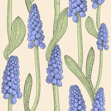 Seamless pattern with grape hyacinth, Seamless pattern with grape hyacinth... Stock Photos