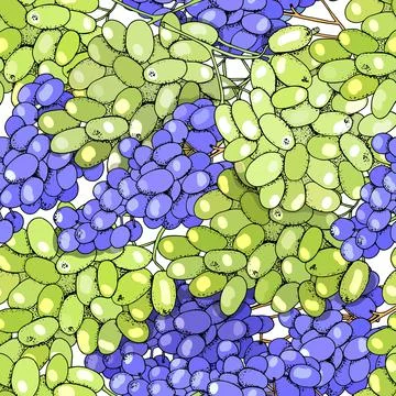 Seamless pattern grapes on white background. Vector illustration. Stock Illustration