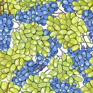 Seamless pattern grapes on white background. Vector illustration. Illustrazione stock