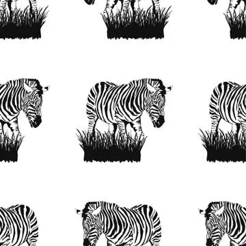 Seamless pattern of graphical sketch Zebra stands in the grass isolated on wh Stock Illustration