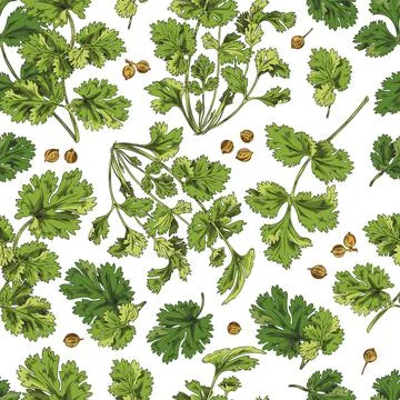 Seamless pattern, green coriander branches and leaves, vector sketch Illustrazione stock