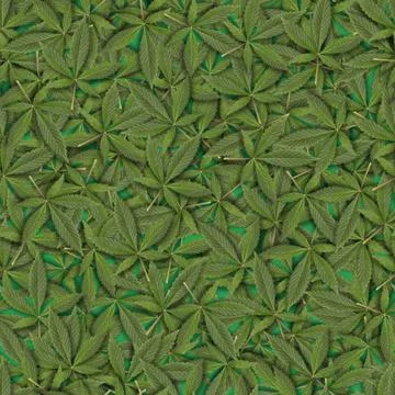 Seamless pattern of green fresh cannabis sativa leaves (marijuana). Can be ti Stock Photos
