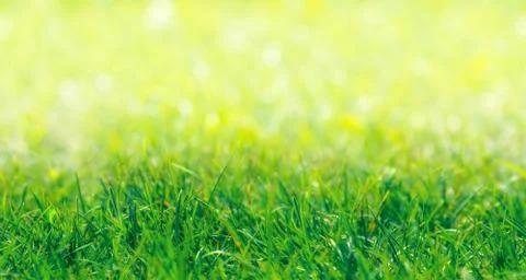 SEAMLESS PATTERN: Green Grass Border With Defocused Natural Background Stock Photos
