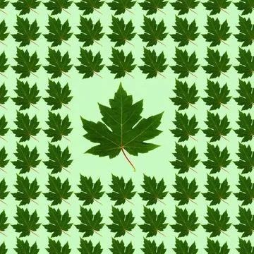 Seamless pattern with green leaves on a light green background that can be us Stock-Fotos
