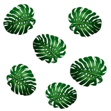 Seamless pattern of green leaves Monstera 스톡 일러스트