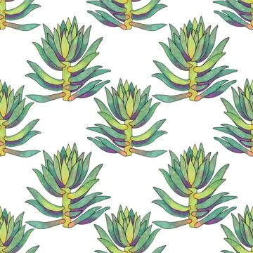 Seamless pattern green succulent cotyledon home plant on white background. Art Illustrazione stock