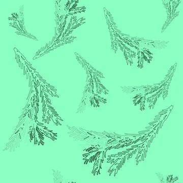 Seamless pattern with hand drawn doodle contour fir tree branches isolated on Stock Illustration