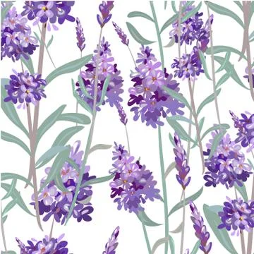 Seamless pattern with hand drawn lavender Stock Illustration