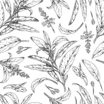 Seamless pattern with hand drawn monochrome sage plants sketch style Stock Illustration