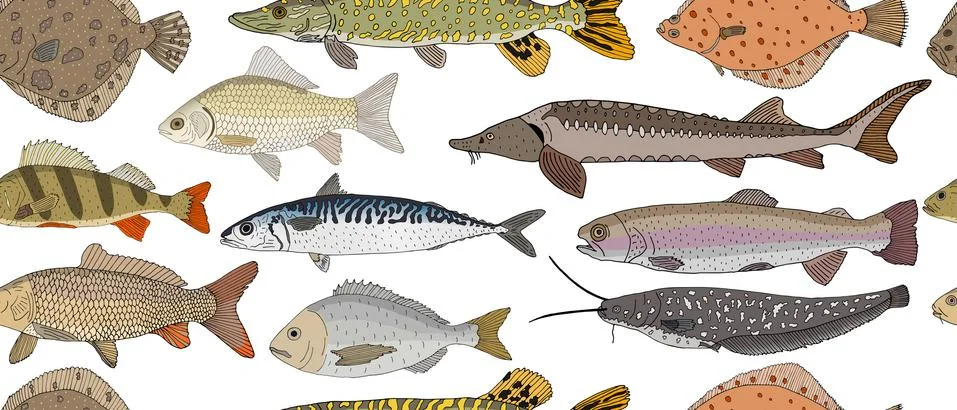 Seamless pattern of hand drawn river and sea fish. Turbot and pike and flound Stock Illustration