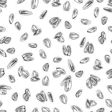 Seamless pattern with hand drawn sunflower seeds sketch style Stock Illustration
