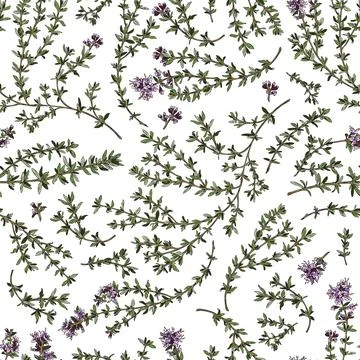 Seamless pattern with hand drawn thyme plant with purple flowers sketch style Illustrazione stock