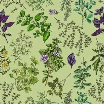 Seamless pattern with hand drawn various herbs sketch style, vector illustration Illustrazione stock