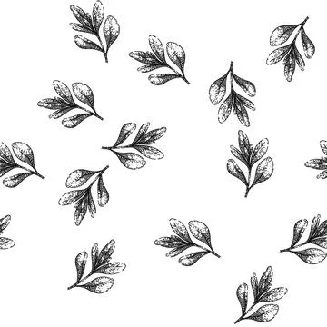 Seamless pattern herb marjoram sketch hand drawn Stock Illustration