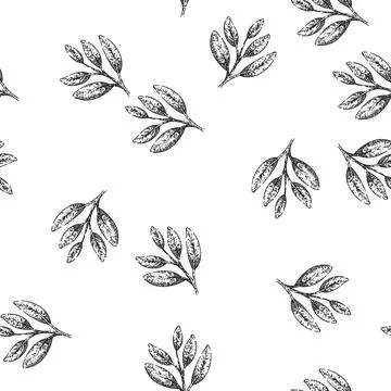 Seamless pattern herb sage sketch hand drawn Stock Illustration