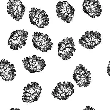 Seamless pattern herbal calendula sketch hand drawn Stock Illustration