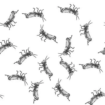 Seamless pattern herbivore grasshopper sketch hand drawn Stock Illustration