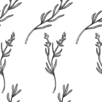 Seamless pattern of herbs and flowers for natural cosmetics design. Vector .. Stock Illustration