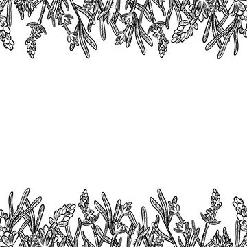 Seamless pattern of herbs and flowers for natural cosmetics design. Vector .. Stock Illustration