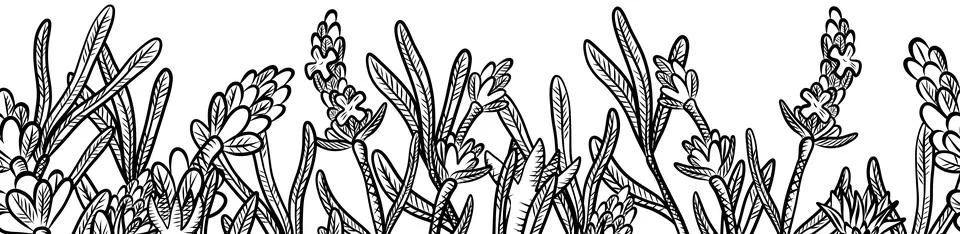 Seamless pattern of herbs and flowers for natural cosmetics design. Vector .. Stock Illustration