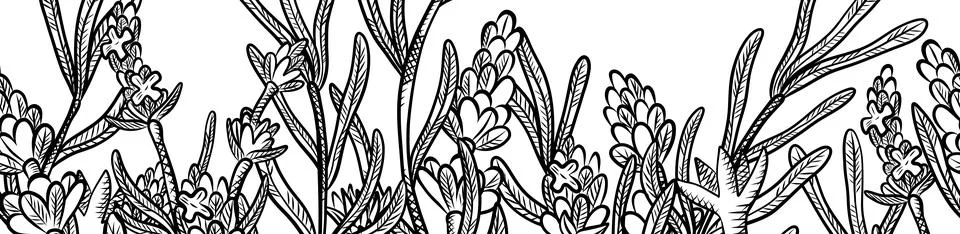 Seamless pattern of herbs and flowers for natural cosmetics design. Vector .. Stock Illustration