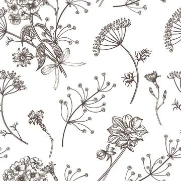 Seamless pattern with herbs. Illustrazione stock