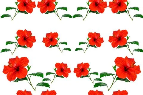 Seamless pattern of hibiscus flowers Photos