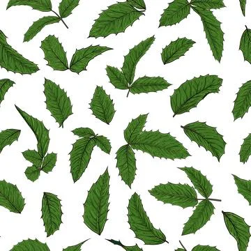 Seamless pattern holly, ilex branch with berry and leaves on white backgrou.. Stock Illustration
