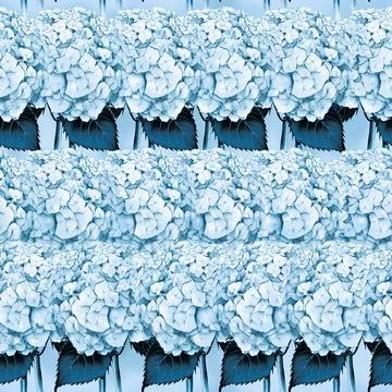 Seamless pattern with image of a Hydrangea Flowers and leaves Stock Illustration