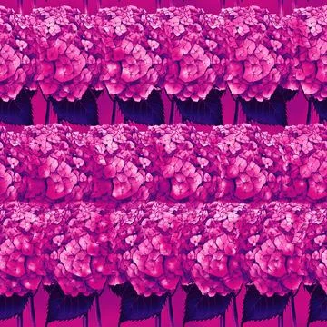Seamless pattern with image of a Hydrangea Flowers and leaves Stock Illustration