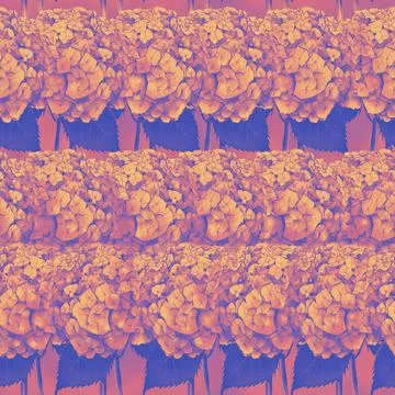 Seamless pattern with image of a Hydrangea Flowers and leaves Stock Illustration