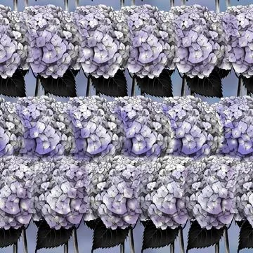 Seamless pattern with image of a Hydrangea Flowers and leaves Illustrazione stock