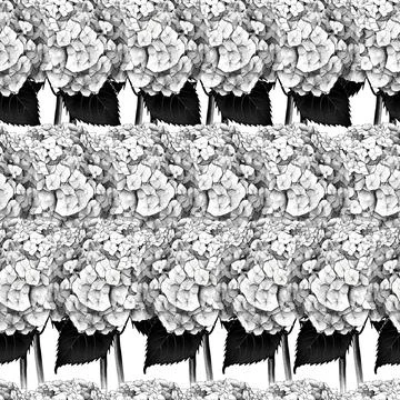 Seamless pattern with image of a Hydrangea Flowers and leaves Illustrazione stock