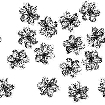 Seamless pattern inca sacha inchi sketch hand drawn Illustrazione stock