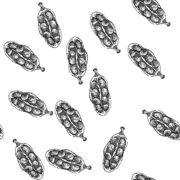 Seamless pattern ingredient cardamom sketch hand drawn Stock Illustration