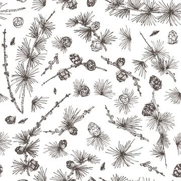 Seamless pattern ink hand drawn sketch illustration of larch branches, cones  Stock Illustration